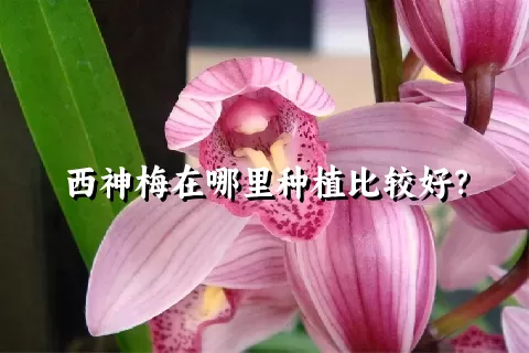 西神梅在哪里种植比较好？