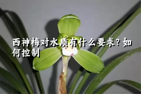 西神梅对水质有什么要求？如何控制