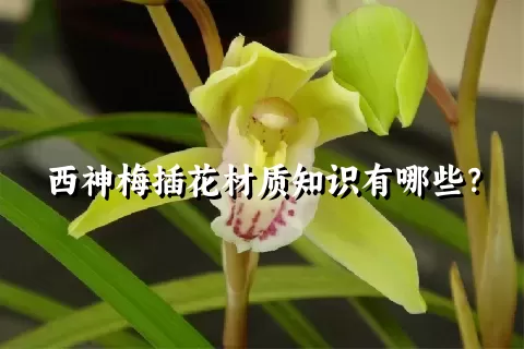 西神梅插花材质知识有哪些？