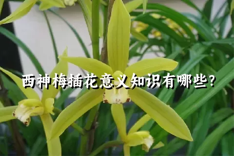 西神梅插花意义知识有哪些？