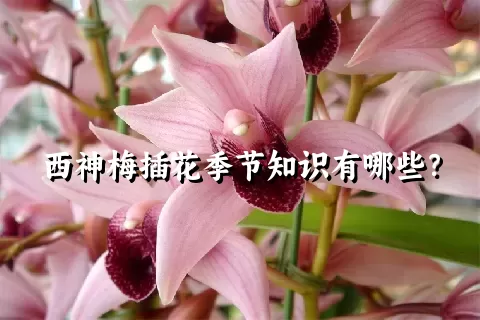 西神梅插花季节知识有哪些？