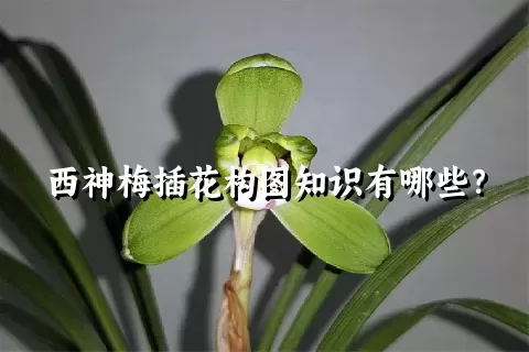 西神梅插花构图知识有哪些？