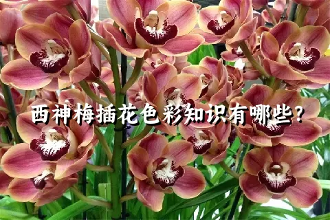 西神梅插花色彩知识有哪些？