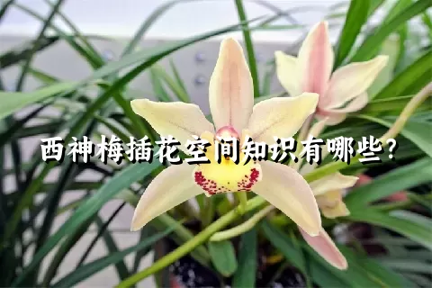 西神梅插花空间知识有哪些？