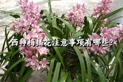 西神梅插花注意事项有哪些？