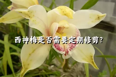 西神梅是否需要定期修剪？