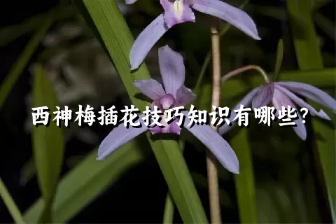 西神梅插花技巧知识有哪些？