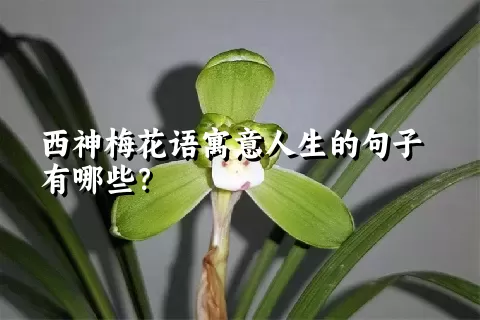 西神梅花语寓意人生的句子有哪些？