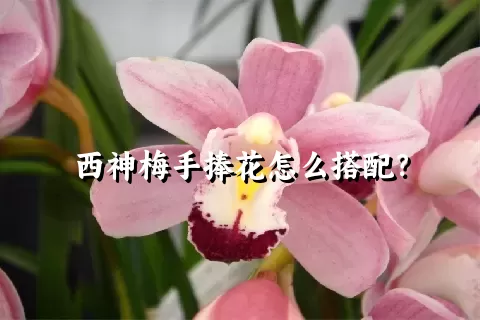 西神梅手捧花怎么搭配？