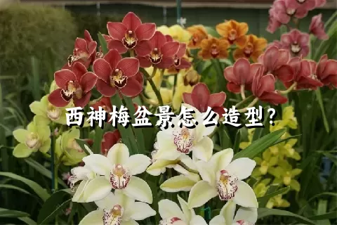 西神梅盆景怎么造型？