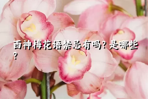 西神梅花语禁忌有吗？是哪些？