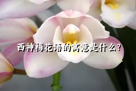 西神梅花语的寓意是什么？