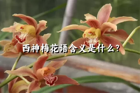 西神梅花语含义是什么？