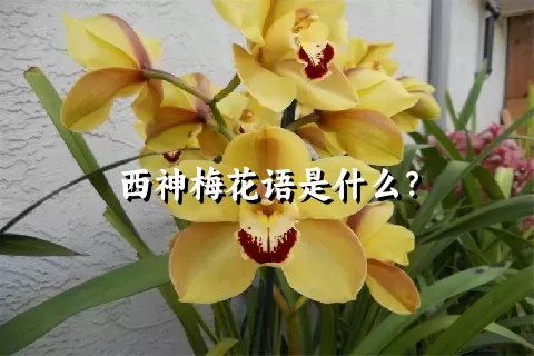 西神梅花语是什么？