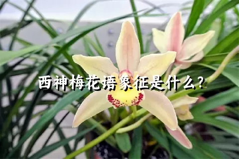 西神梅花语象征是什么？