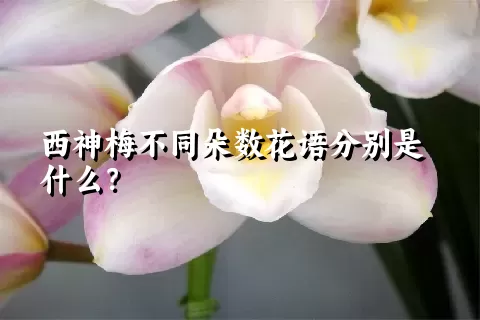 西神梅不同朵数花语分别是什么？