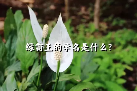 绿霸王的学名是什么？