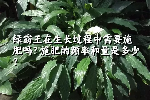 绿霸王在生长过程中需要施肥吗？施肥的频率和量是多少？