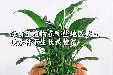 绿霸王植物在哪些地区或气候条件下生长最佳？