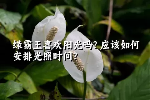 绿霸王喜欢阳光吗？应该如何安排光照时间？