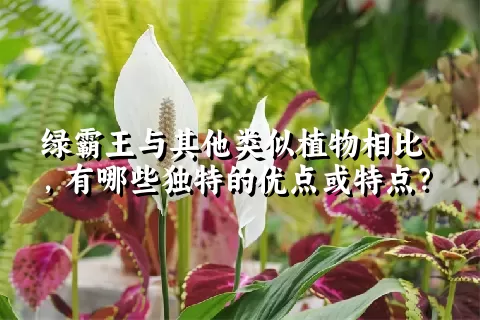 绿霸王与其他类似植物相比，有哪些独特的优点或特点？