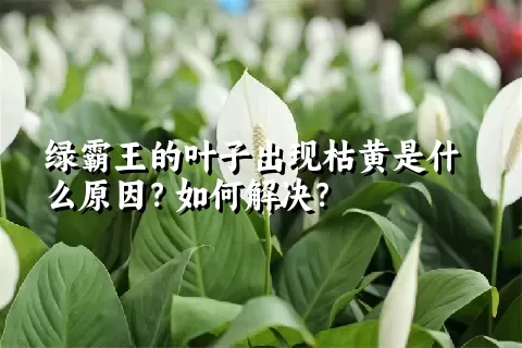 绿霸王的叶子出现枯黄是什么原因？如何解决？