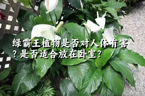 绿霸王植物是否对人体有害？是否适合放在卧室？