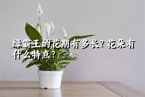 绿霸王的花期有多长？花朵有什么特点？