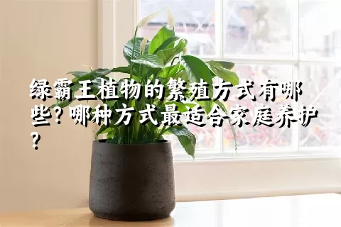 绿霸王植物的繁殖方式有哪些？哪种方式最适合家庭养护？