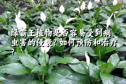 绿霸王植物是否容易受到病虫害的侵袭？如何预防和治疗？