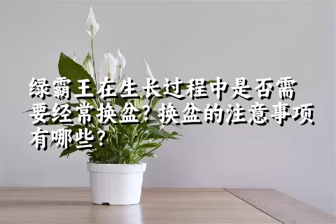 绿霸王在生长过程中是否需要经常换盆？换盆的注意事项有哪些？