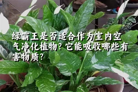 绿霸王是否适合作为室内空气净化植物？它能吸收哪些有害物质？