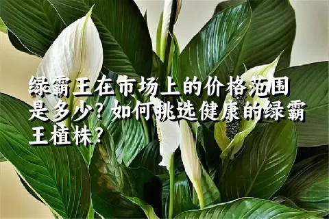 绿霸王在市场上的价格范围是多少？如何挑选健康的绿霸王植株？