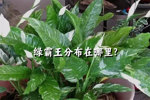 绿霸王分布在哪里?