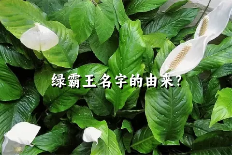 绿霸王名字的由来？