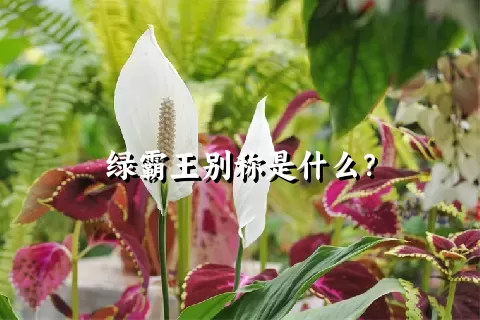 绿霸王别称是什么？