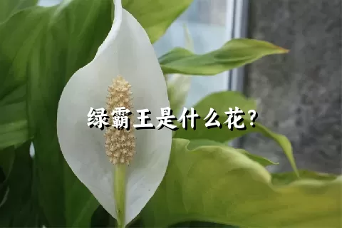 绿霸王是什么花？