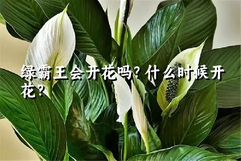 绿霸王会开花吗？什么时候开花？