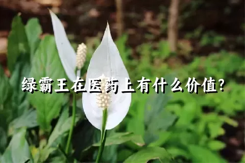 绿霸王在医药上有什么价值？