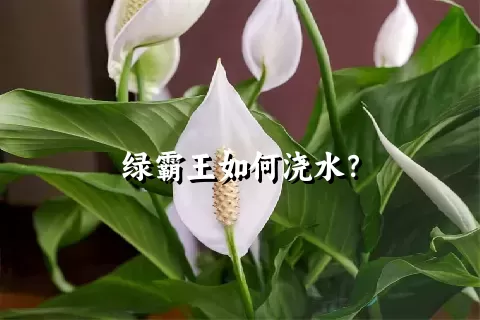 绿霸王如何浇水？