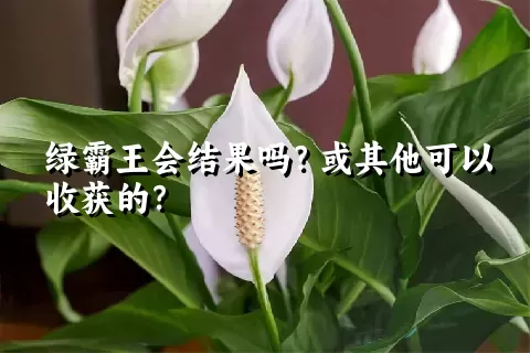 绿霸王会结果吗？或其他可以收获的？