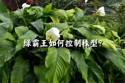 绿霸王如何控制株型？