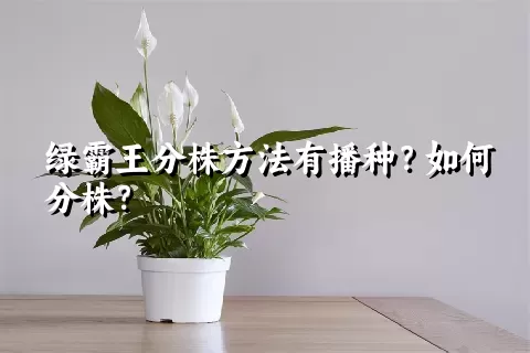 绿霸王分株方法有播种？如何分株？