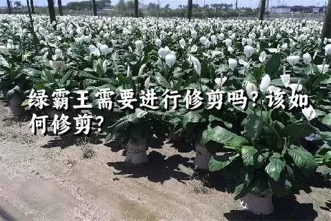 绿霸王需要进行修剪吗？该如何修剪？