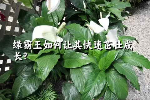 绿霸王如何让其快速茁壮成长？