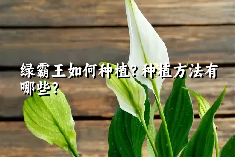 绿霸王如何种植？种植方法有哪些？