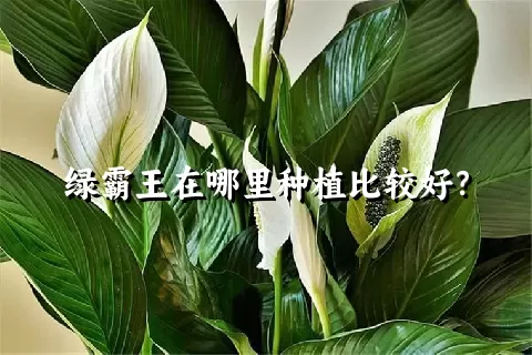 绿霸王在哪里种植比较好？