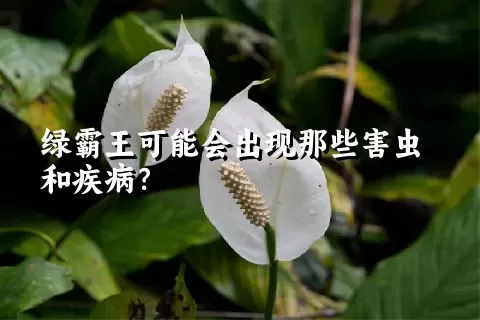 绿霸王可能会出现那些害虫和疾病？