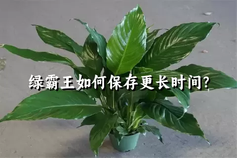 绿霸王如何保存更长时间？