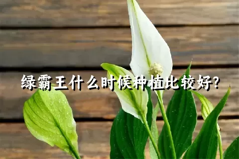 绿霸王什么时候种植比较好？